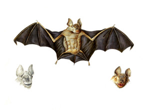 Schneider's leaf-nosed bat or Schneider's roundleaf bat