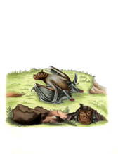 Vespertilio cephalotes