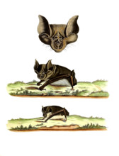 Vespertilio ferrum equinum