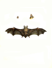 Rhinolophus clivosus