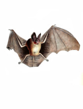 Phyllostoma longifolium