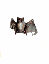 Common Vampire Bat