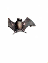 Phyllostoma microphyllum