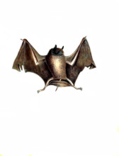 Greater bare-backed bat