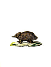 Short-beaked Echidna