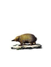 Short-beaked Echidna