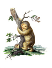 White-throated Sloth or Ai