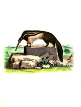 Anteater