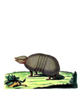 Northern Armadillo or Brazilian Three-banded Armadillo
