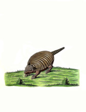 Long-nosed Armadillo