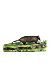 Seven-banded Armadillo or Northern Seven-banded Armadillo