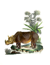 Rhinoceros