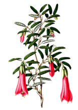 Philesia buxifolia