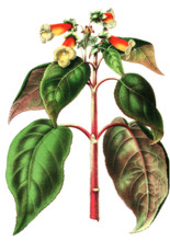 Sciadocalyx warszewiczii