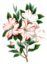 Azalea indica