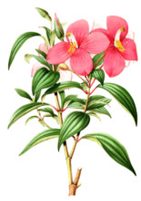 Monochoetum umbellatum