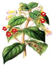 Kohleria inaequalis