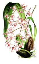 Oncidium incurvum