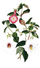 Plant genus Schiefteller