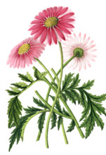 Pyrethrum delhayi