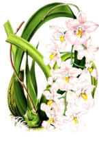 Odontoglossum citiosmum var rosellum