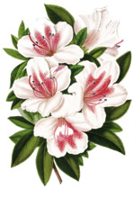 Azalea indica