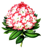 Rhododendrum