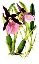 Miltonia spectabilis var Moreliana