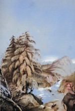 View of a Larix Griffithii in one of its native places