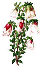 Genetyllis tulipifera