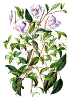 Clematis campaniflora