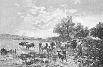 Embarkation of a herd of cattle on Lake Constance.