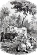 Hungarian and Scottish oxen in the Jardin des Plantes.