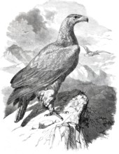 Golden Eagle.