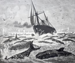 The steamship Newport encounters a large group of whales off the Delaware Promontory.