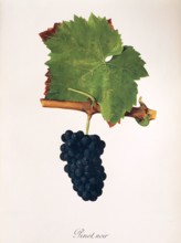 Ampelograhie. grape variety science. oenology. viticulture. grape. vine. Pinot Noir grape.