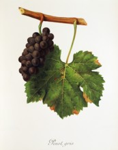 Ampelograhie. grape variety science. oenology. viticulture. grape. vine. Pinot Gris grape.