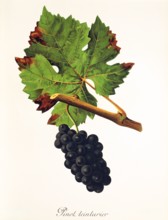 Ampelograhie. grape variety science. oenology. viticulture. grape. vine. Pinot Teinturier grape.
