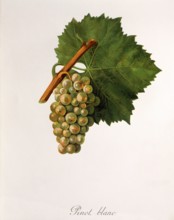 Ampelograhie. grape variety science. oenology. viticulture. grape. vine. Pinot Blanc grape.