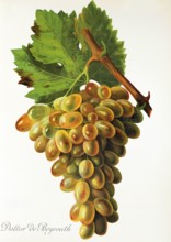 Ampelograhie. grape variety science. oenology. viticulture. grape. vine. Dattier de Beyrouth grape.