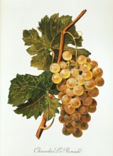 Ampelograhie. grape variety science. oenology. viticulture. grape. vine. Chasselas Le Ronsard grape