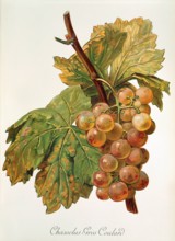 Ampelograhie. grape variety science. oenology. viticulture. grape. vine. Chasselas Gros Coulard