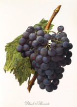 Ampelograhie. grape variety science. oenology. viticulture. grape. vine. Black Alicante grape.