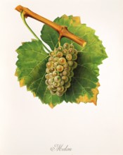 Ampelograhie. grape variety science. oenology. viticulture. grape. grapevine. melon grape.