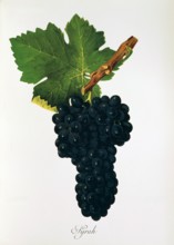 Ampelograhie. grape variety science. oenology. viticulture. grape. vine. Syrah grape. digitally