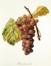 Ampelograhie. grape variety science. oenology. viticulture. grape. vine. Chasselas Violet grape.