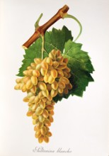 Ampelograhie. grape variety science. oenology. viticulture. grape. grapevine. Sultanina Blanche