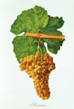 Ampelograhie. grape variety science. oenology. viticulture. grape. vine. Marsanne grape. digitally