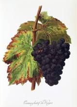 Ampelograhie. grape variety science. oenology. viticulture. grape. vine. Gamay Hatif des Vosges