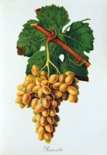Ampelograhie. grape variety science. oenology. viticulture. grape. grapevine. Roussette grape.